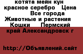 котята мейн кун, красное серебро › Цена ­ 30 - Все города Животные и растения » Кошки   . Пермский край,Александровск г.